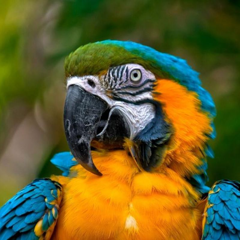 Naturaleza y ecoturismo desde Panamá