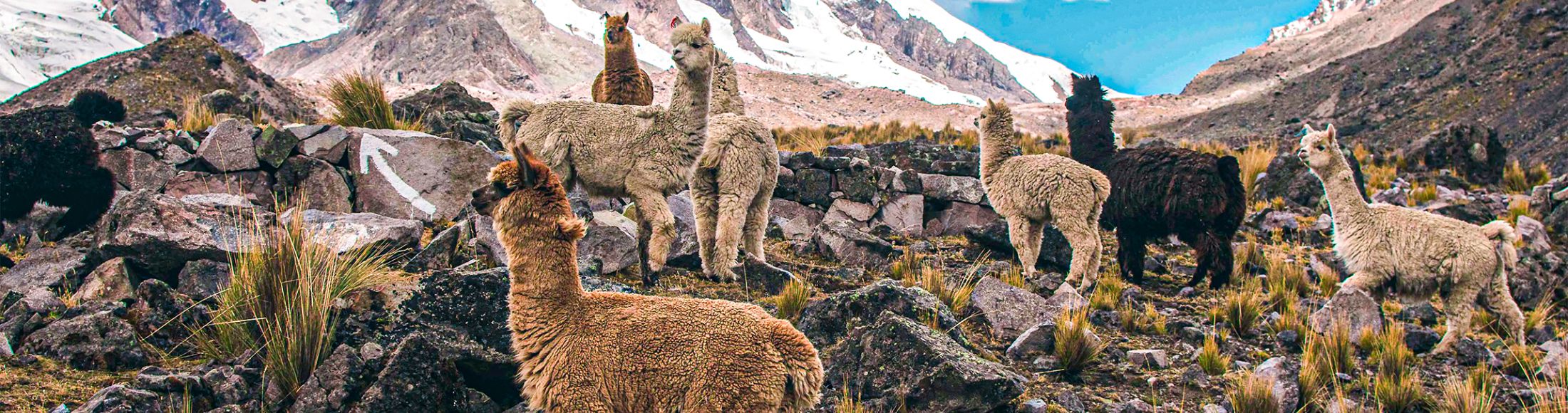 Machu Picchu 4D3N Viajero (Cultural Aventura Tendencia)  desde Panamá